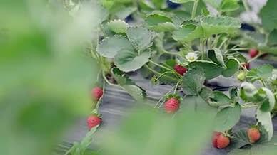 4K实拍新鲜草莓特写画面视频素材视频的预览图